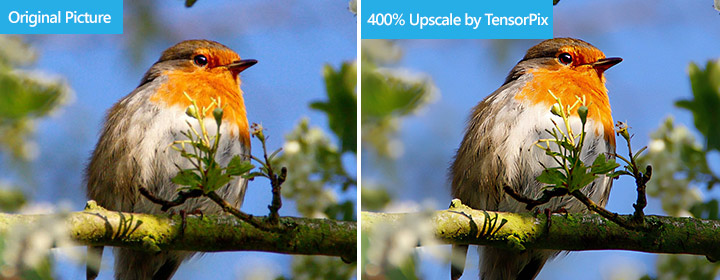 Upscale Nature Image with TensorPix
