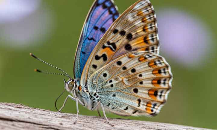 Original Image Test 1