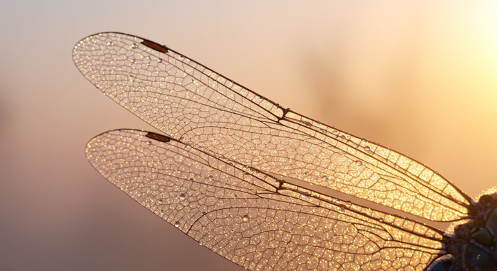 Imagen 3 Extreme Organic Detail Result