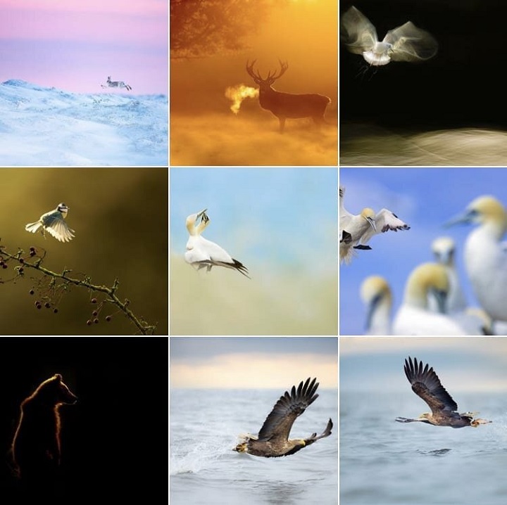 Instagram Story Collage Ideas - Wildlife Photography