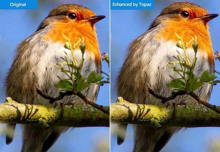 Topaz Denoise and Upscale (Standard V2 Model) Zoom